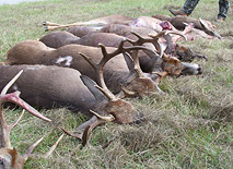 Deer Hunt 
