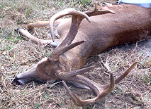 Deer Hunt