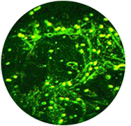 Environmental Biocatalyst - BioTiger™