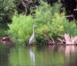 Photo: Environmental restoration work