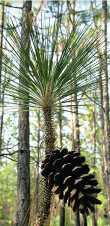 pine cone