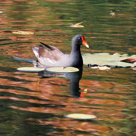 The common moorhen (Gallinula chloropusAnolis), a medium-sized water bird that nests on SRS, is a member of the rail family (Rallidae) and a relative of the coot.