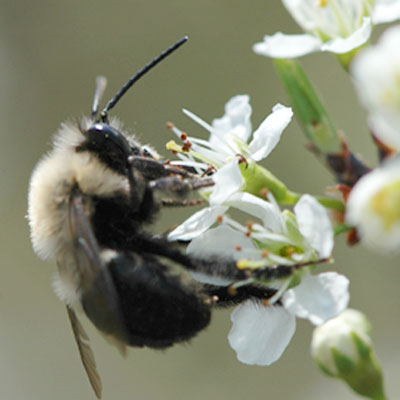 Bee Pic