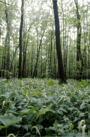 bottomland hardwood/floodplain forest