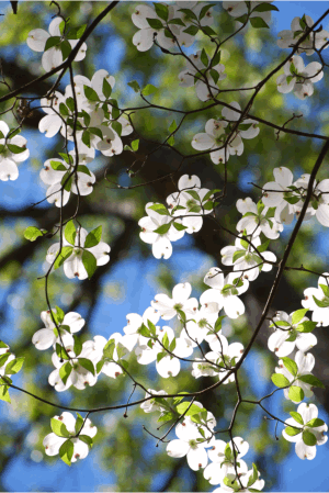 flowering dogwood